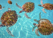 Riviera Maya com Tudo Inclu&iacute;do!